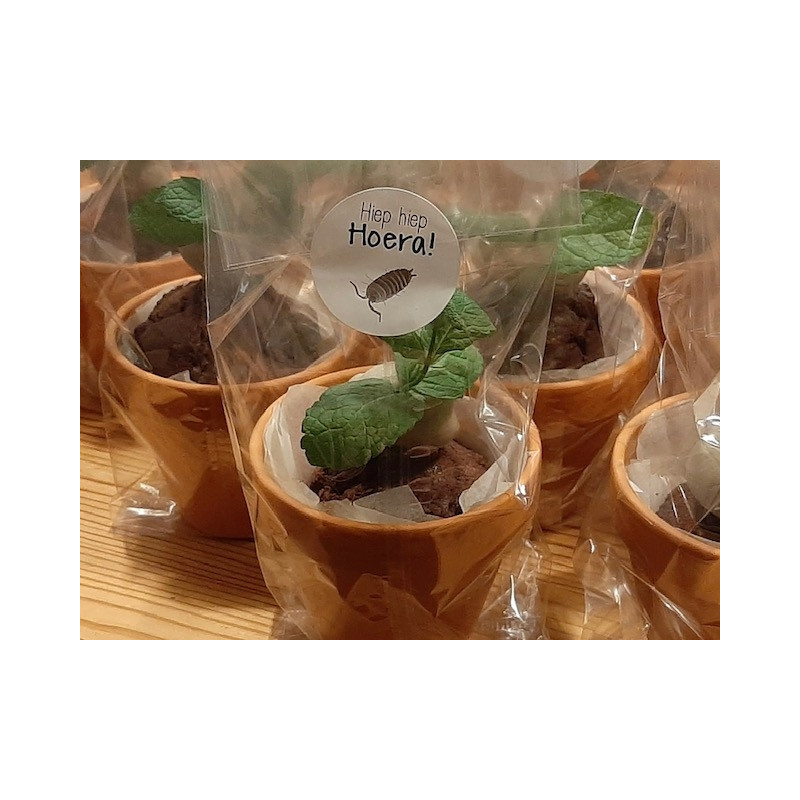 sticker hoera insect